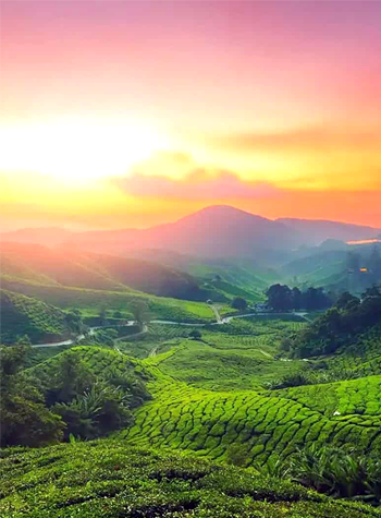 Pothamedu View Point