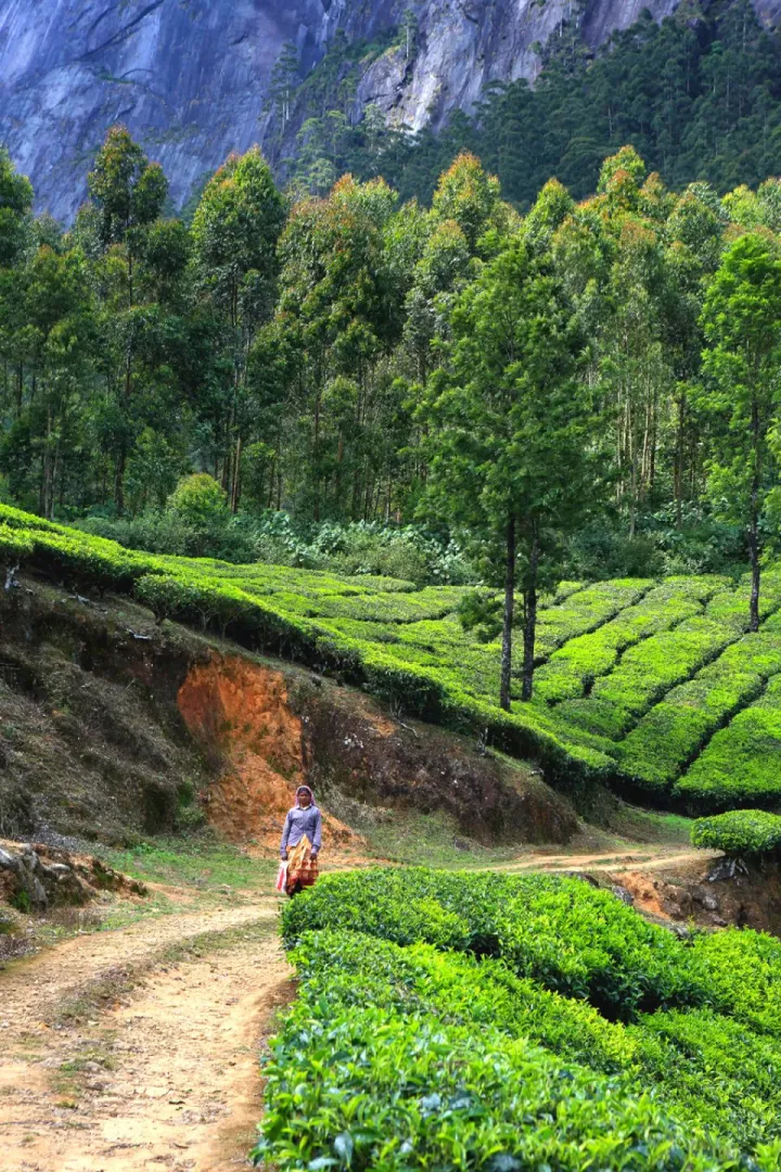 munnar royal star holidays viewpoint on munnar sightseeing tour with eravikulam national park by cab